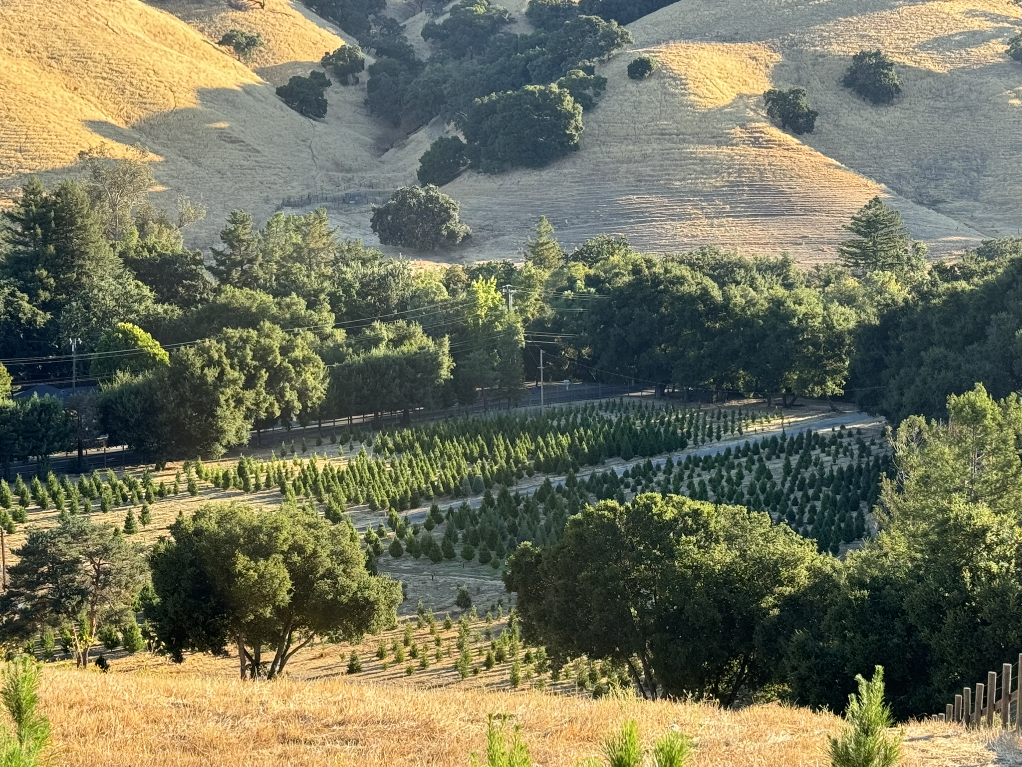 Christmas trees at Alhambra Valley