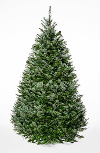 Grand Fir Christmas Tree