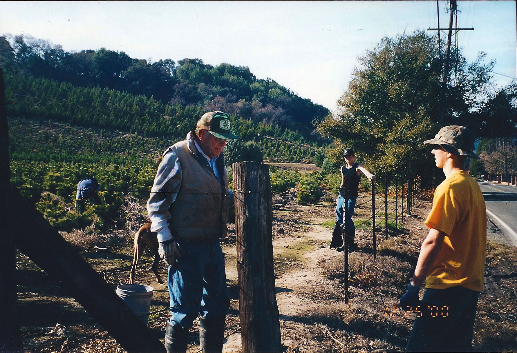 Historical Griffin family Christmas tree farm - Martinez CA heritage