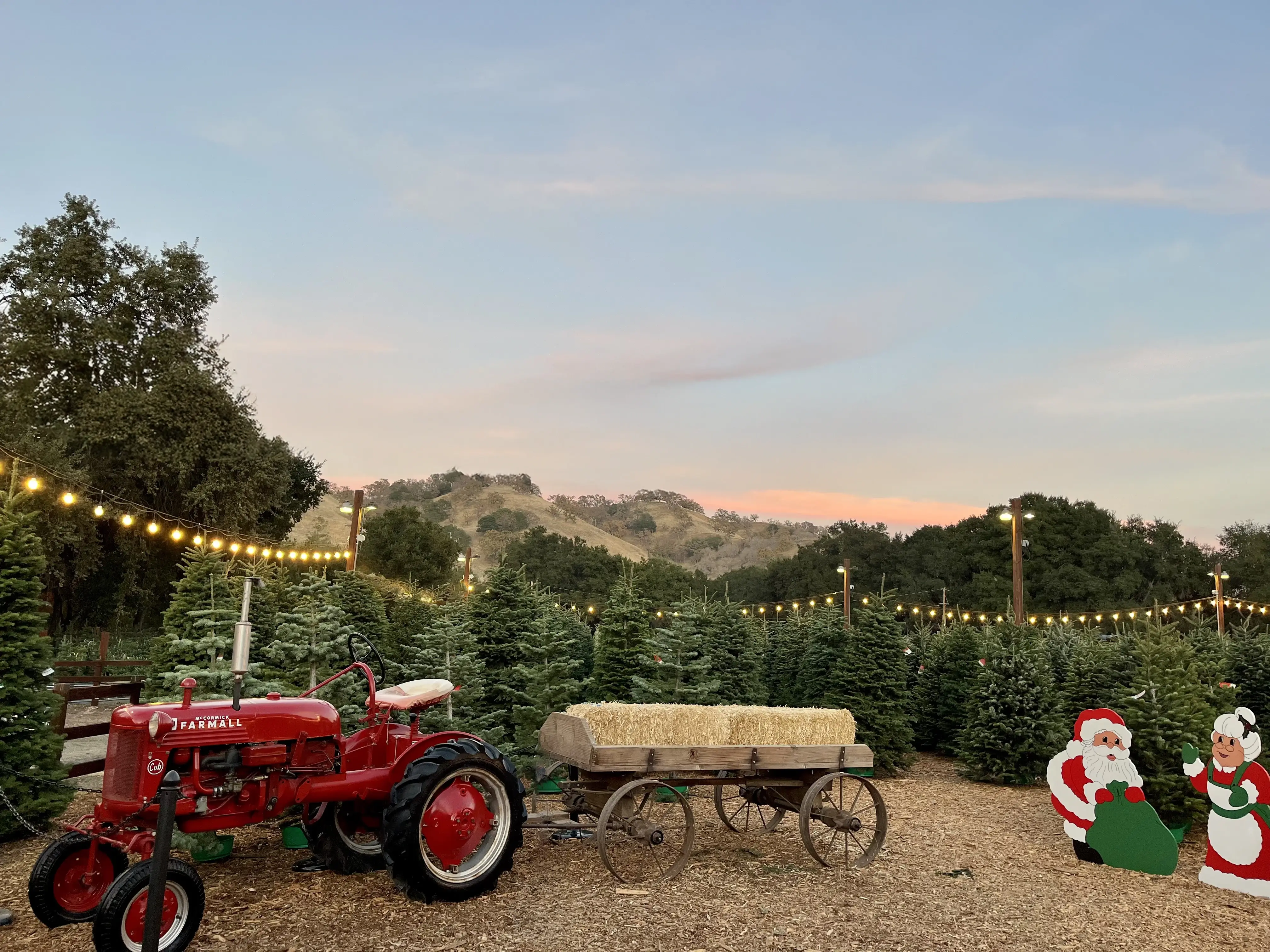 Alhambra Valley Christmas Tree Farm - Martinez CA with red tractor and string lights