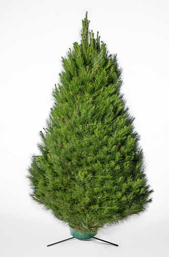 Monterey Pine Christmas Tree