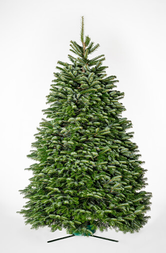 Nordmann Fir Christmas Tree