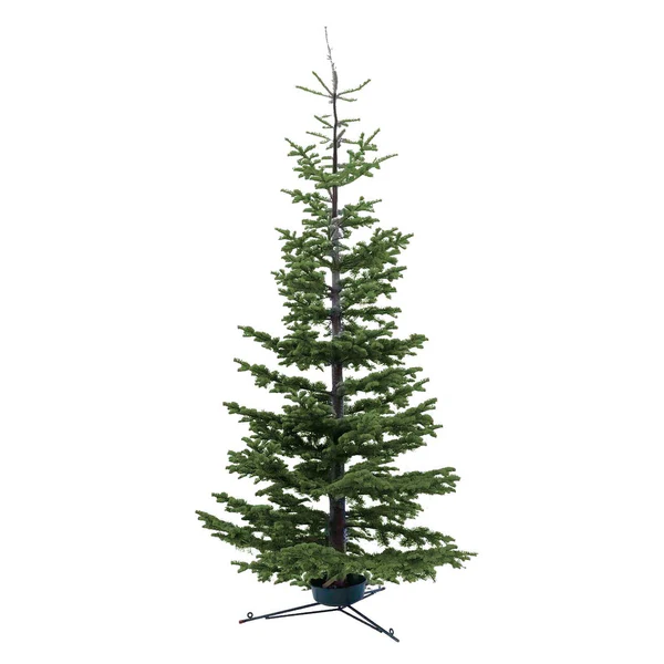 Silvertip (Red Fir) Christmas Tree