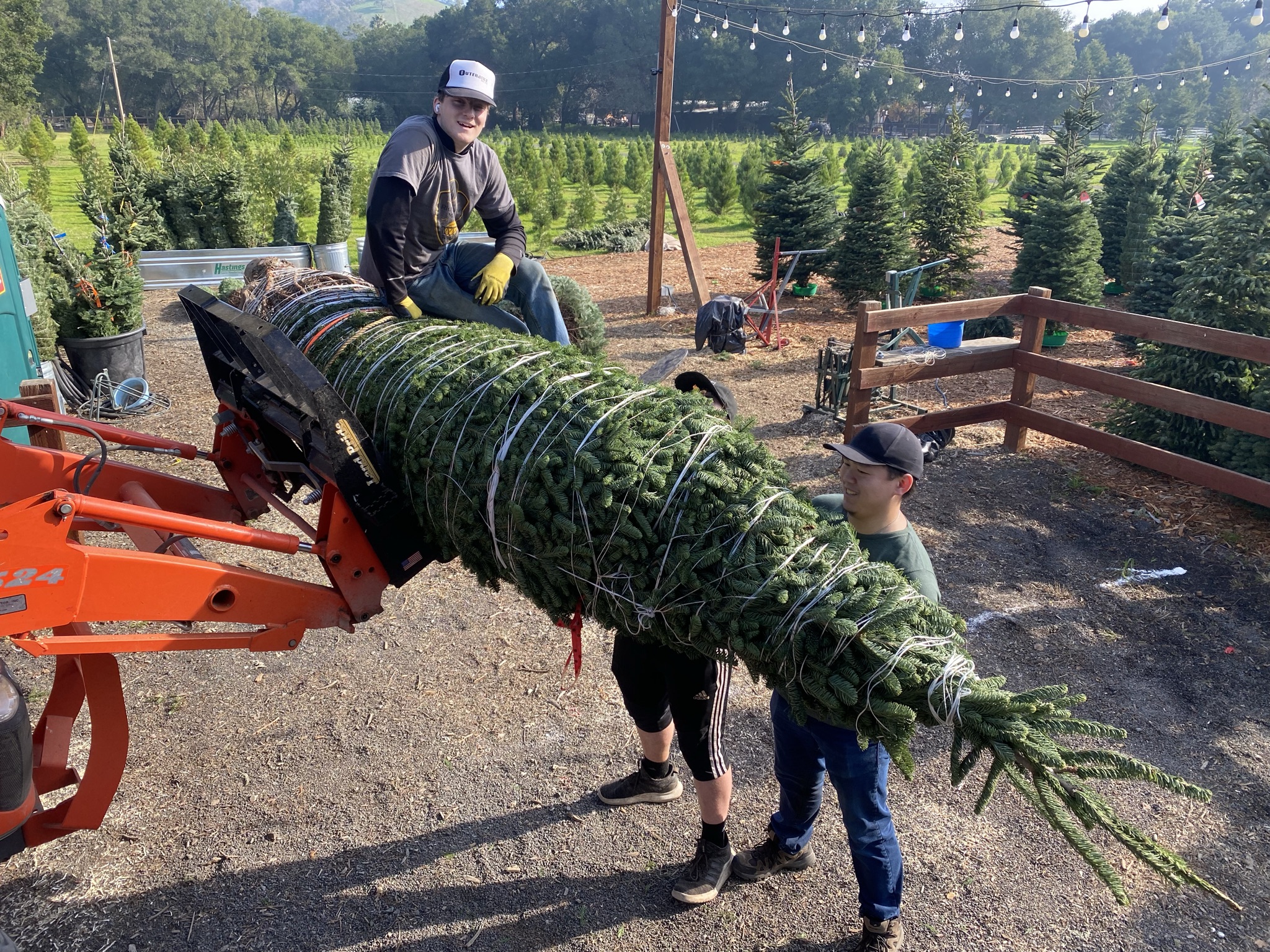 Christmas Tree Farm Photo 16