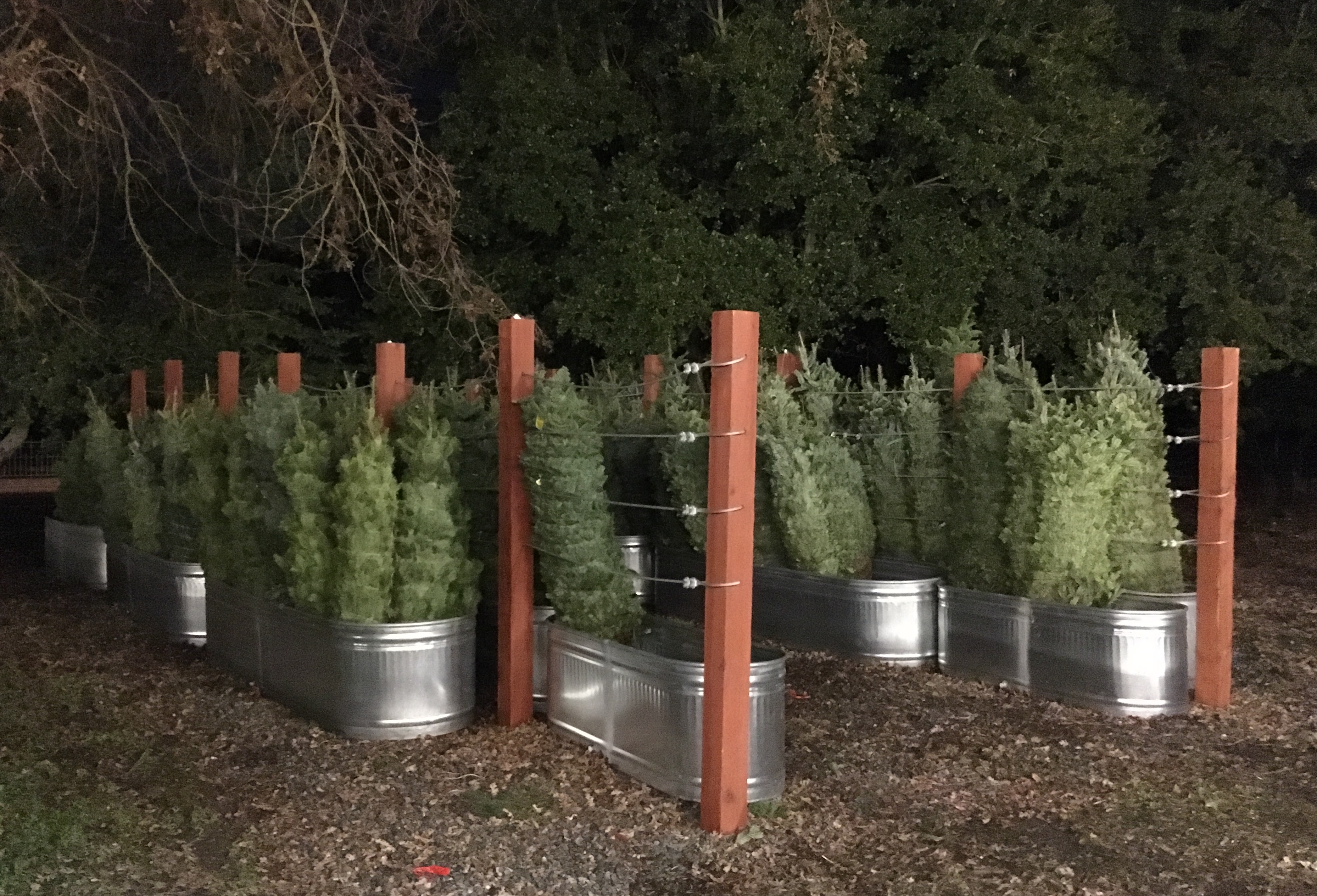 Christmas Tree Farm Photo 17