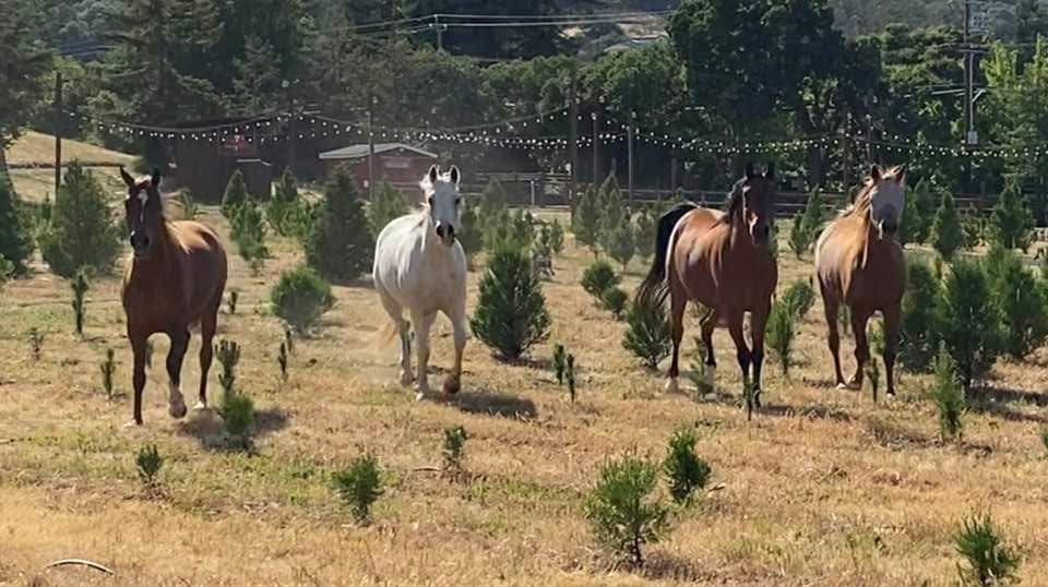 Christmas Tree Farm Photo 18