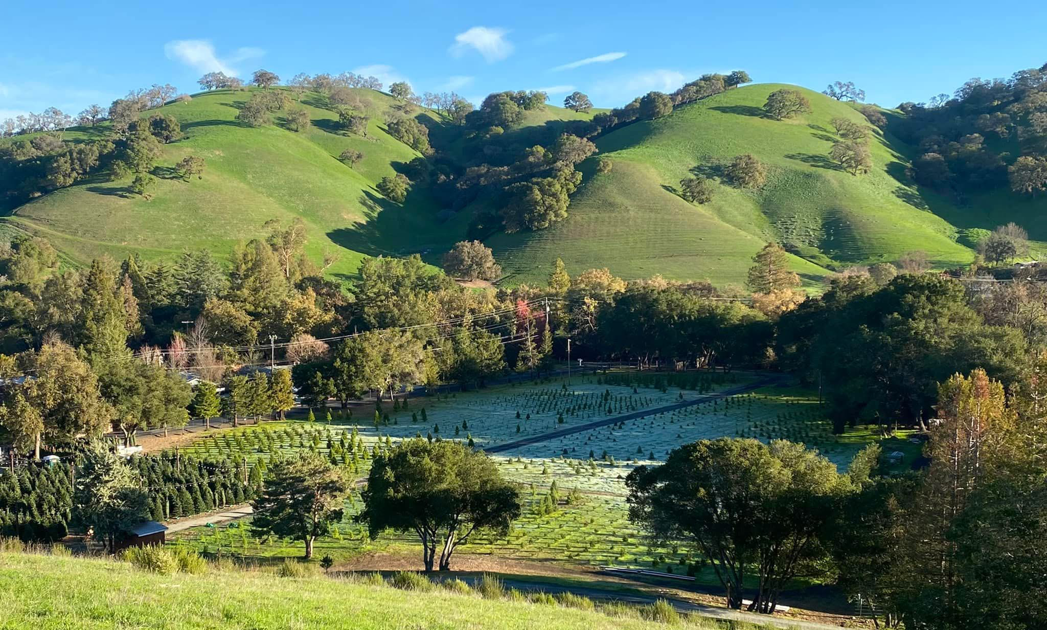 Christmas Tree Farm Photo 2