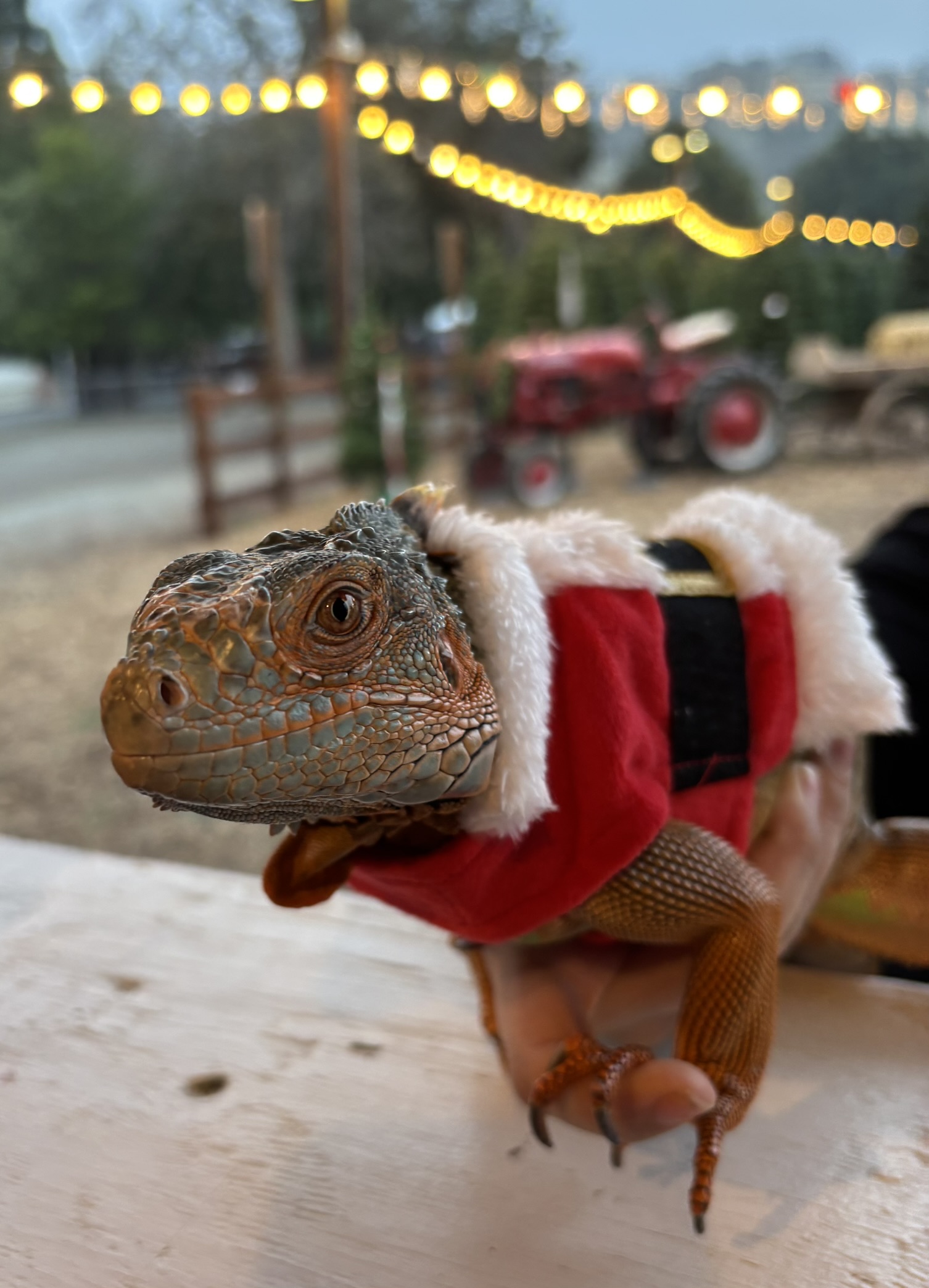 Christmas Tree Farm Photo 22