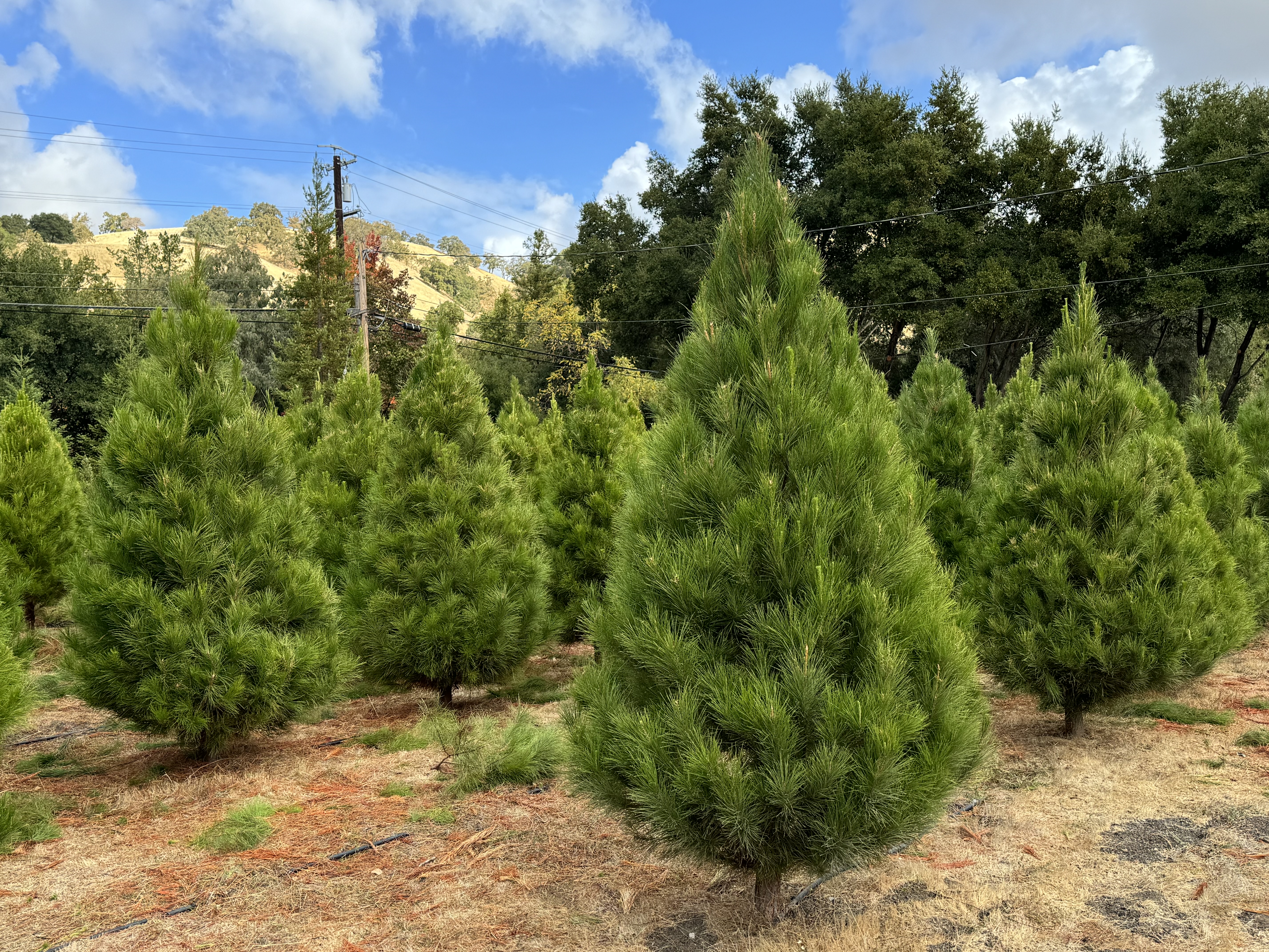 Christmas Tree Farm Photo 28