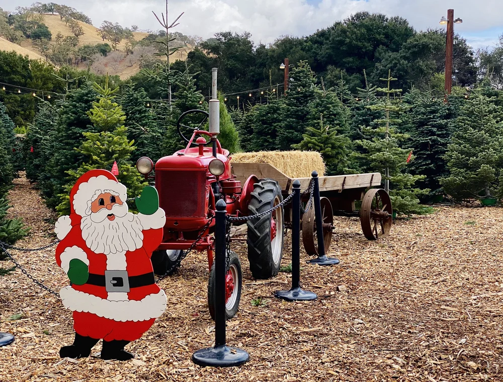 Christmas Tree Farm Photo 3