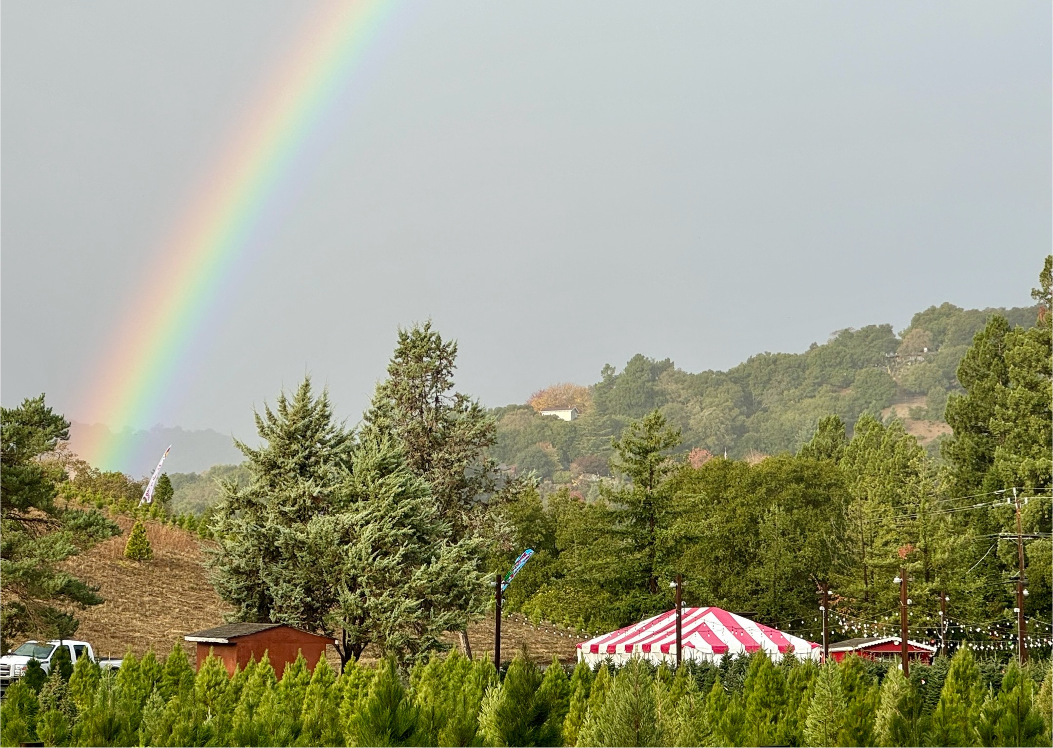 Christmas Tree Farm Photo 32