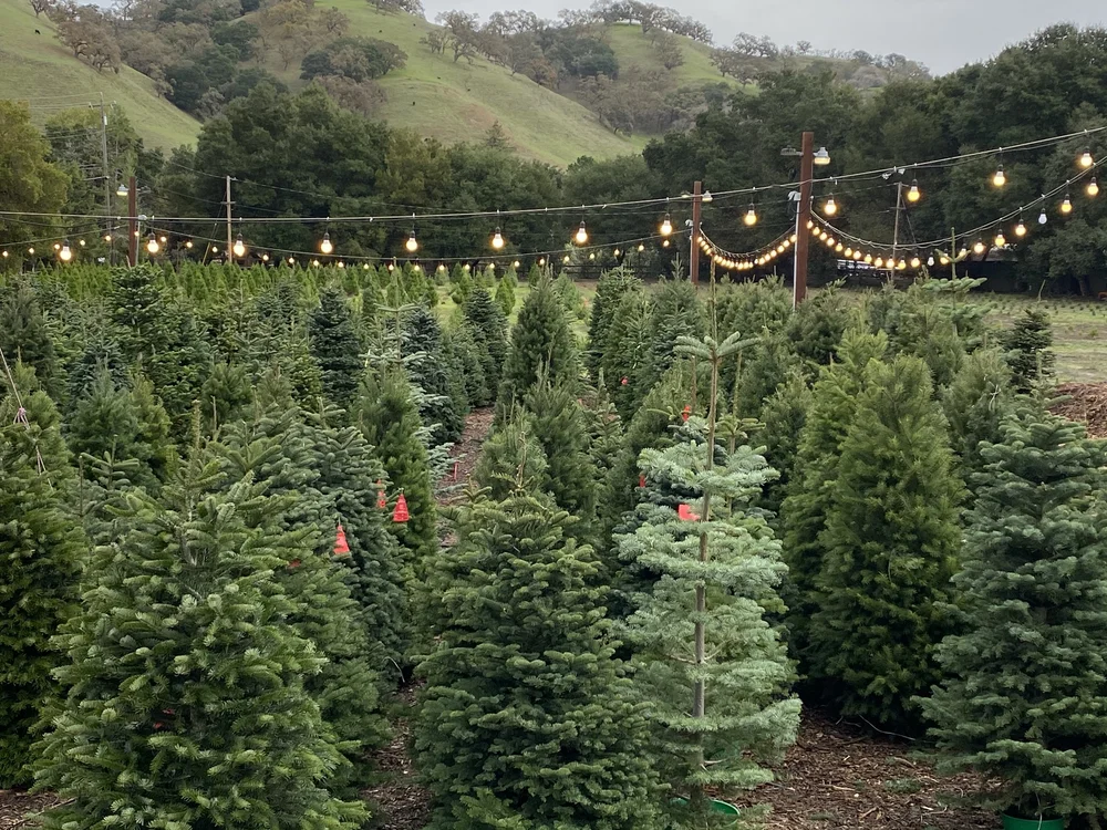 Christmas Tree Farm Photo 35