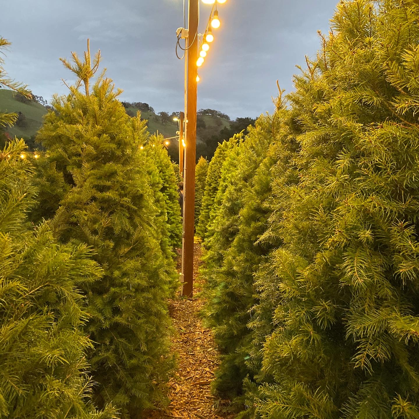 Christmas Tree Farm Photo 39