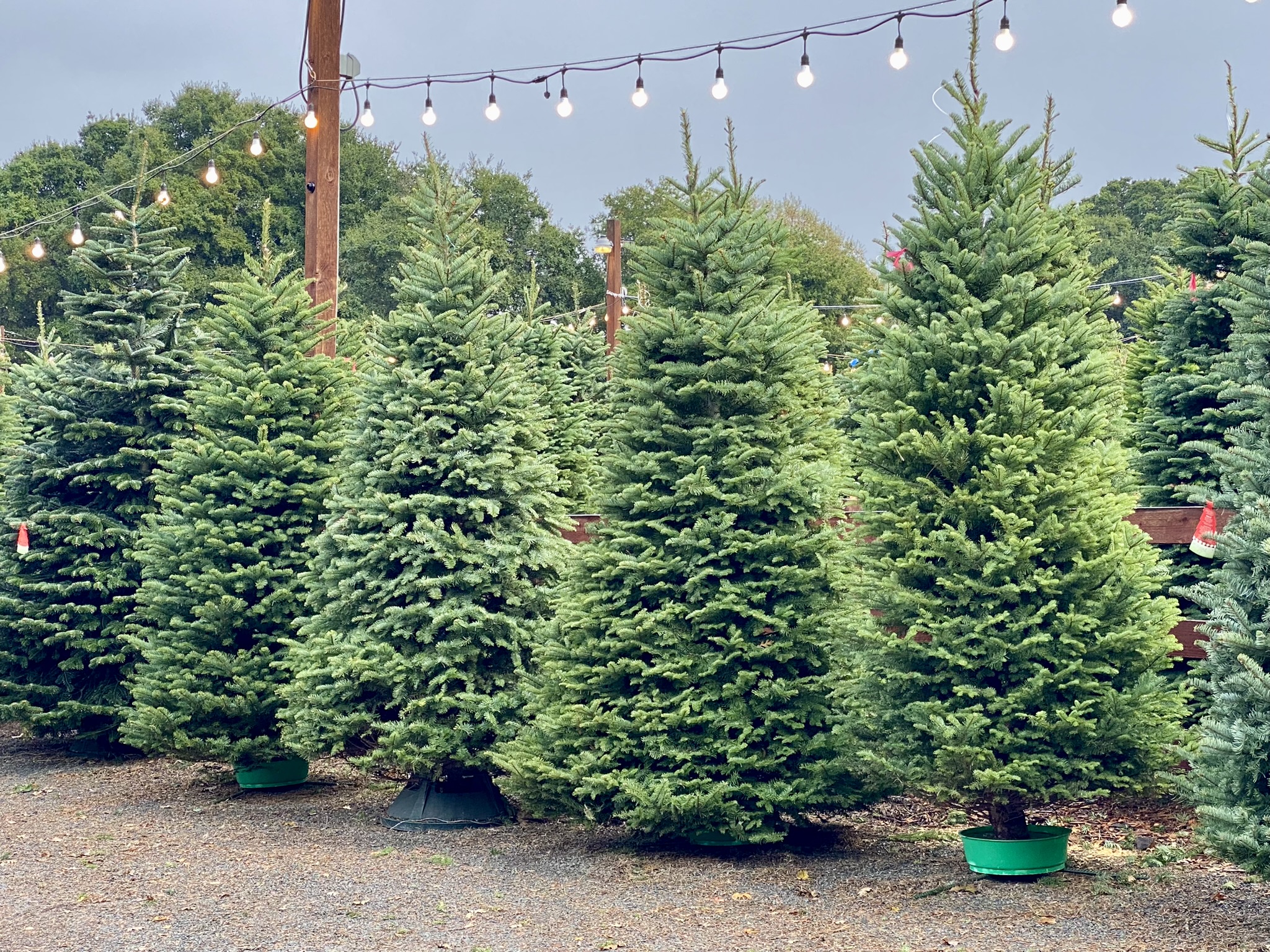 Christmas Tree Farm Photo 44