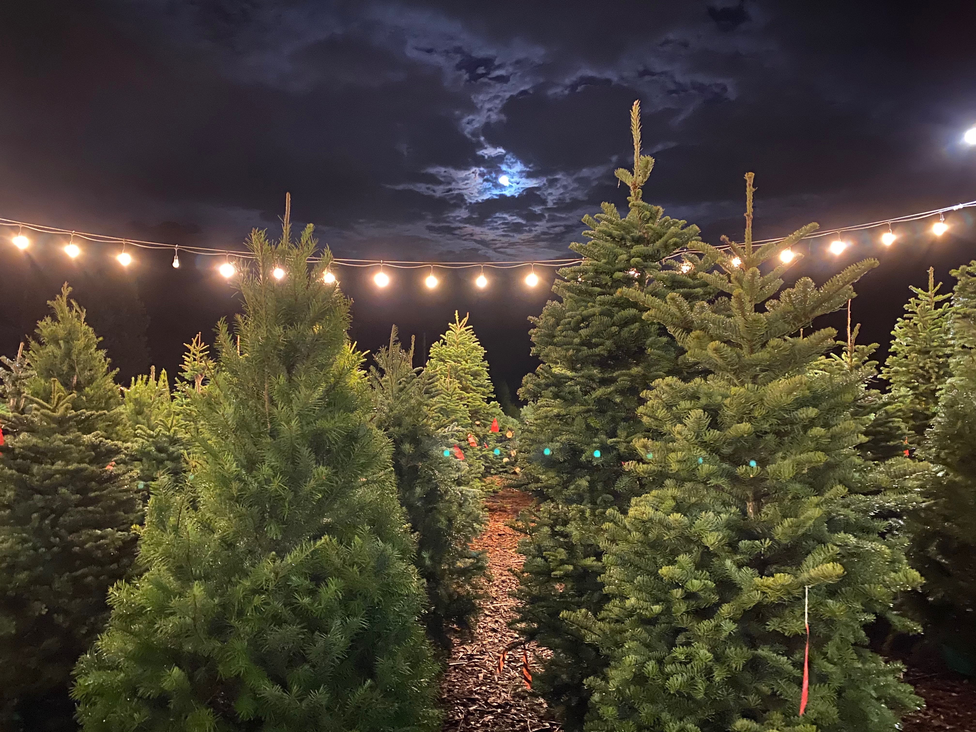 Christmas Tree Farm Photo 9